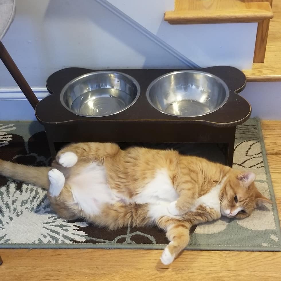 猫咪护食虽然是个坏习惯但铲屎官也要保持耐心不能急于求成