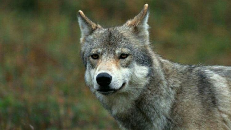 狼狈为奸成语源于何处狼近人皆知而狈究竟是一种什么动物