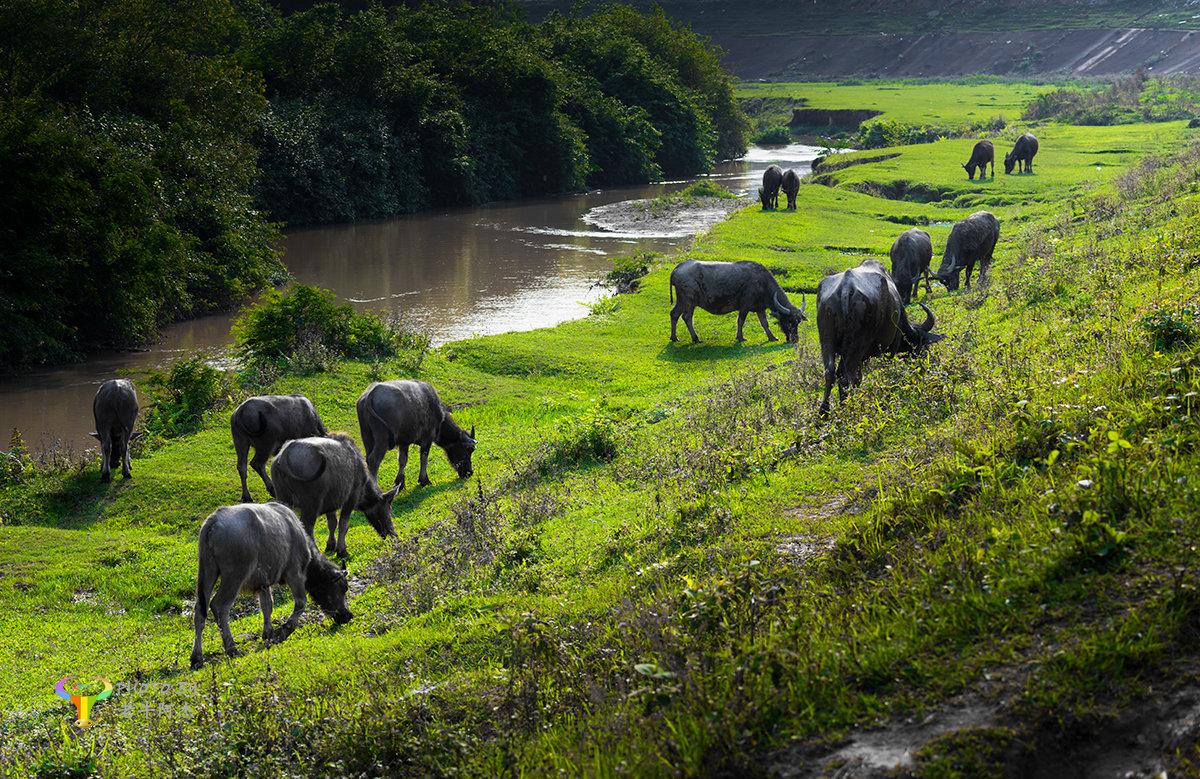 拍摄于肇庆封开都平白垢谷圩