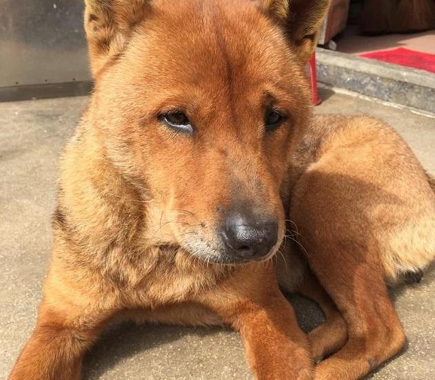 农村人养了15年的土狗,它的眼神让人不是滋味!