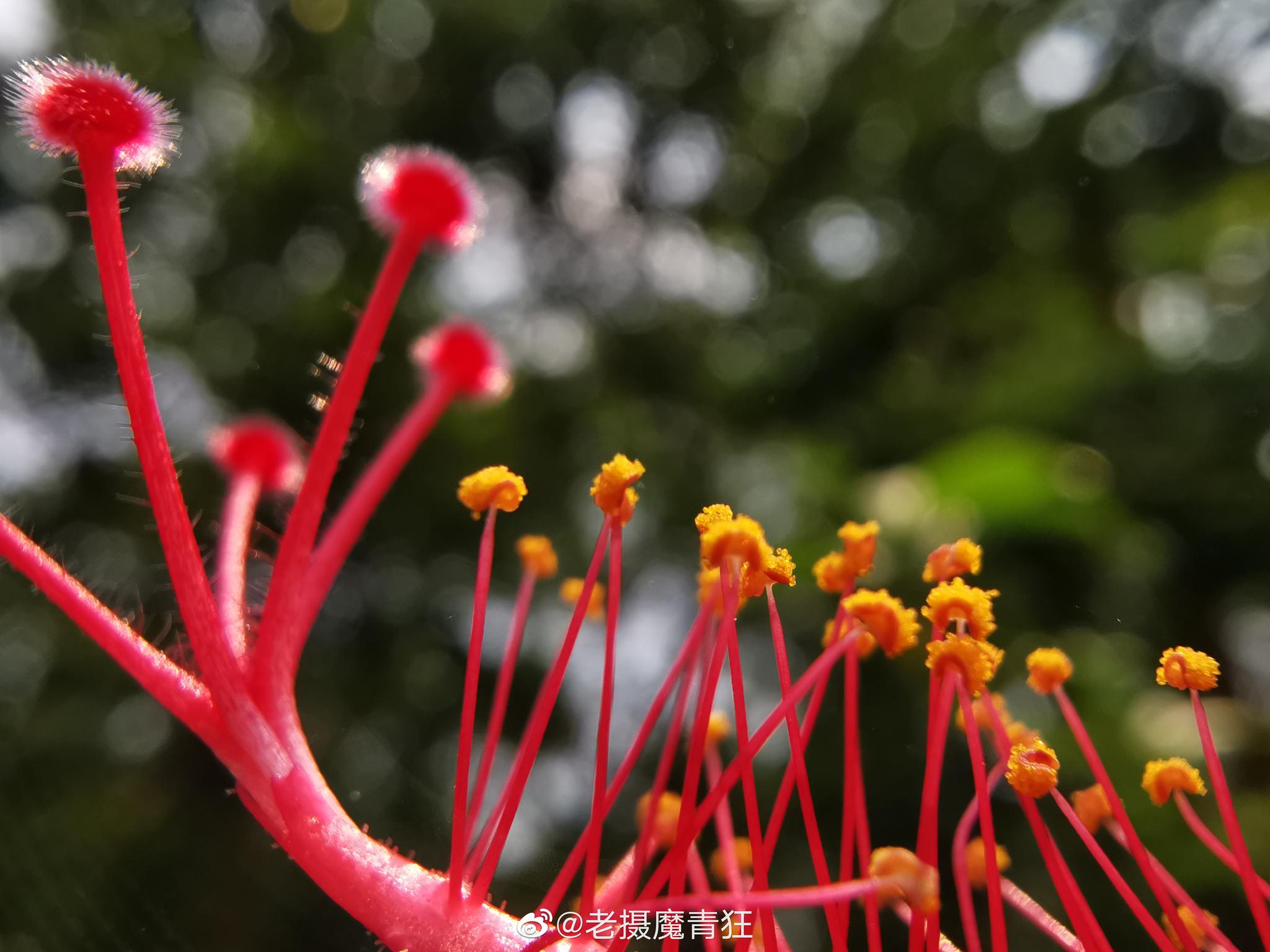 华为p30,用超级微距加外置手机微距镜头,效果还是挺不错的!