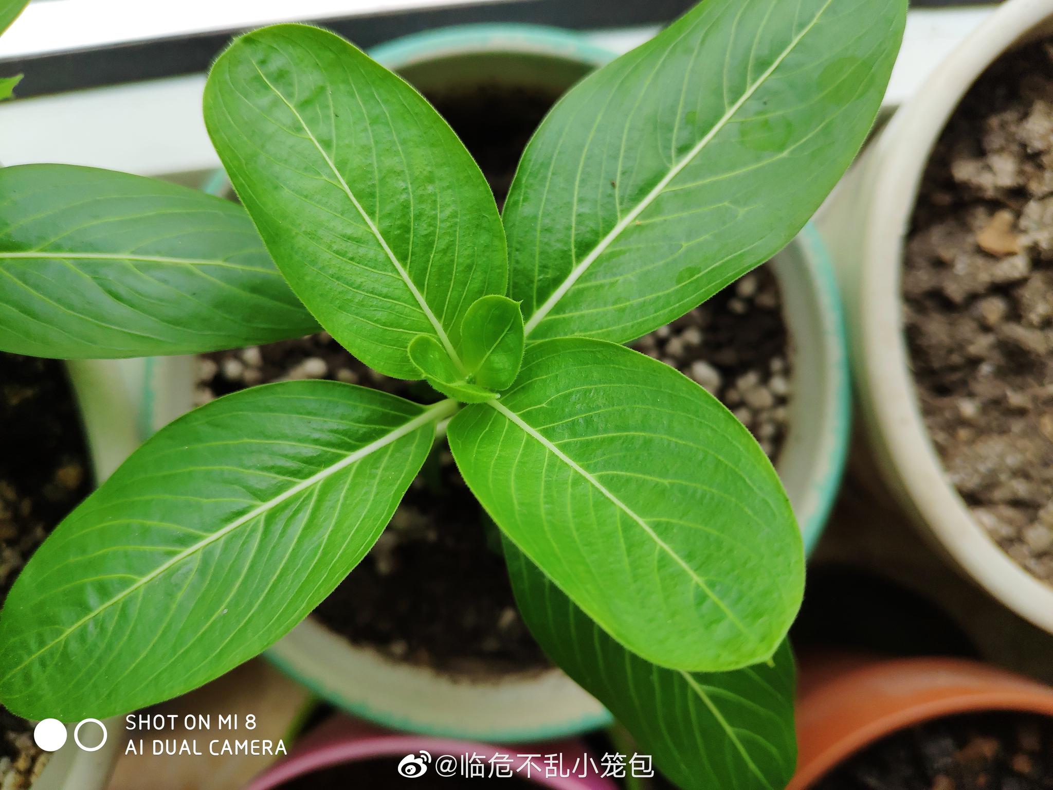 种子繁殖的长春花蓝盆里的小苗开了第一朵花赵奕然然他麻麻友友七