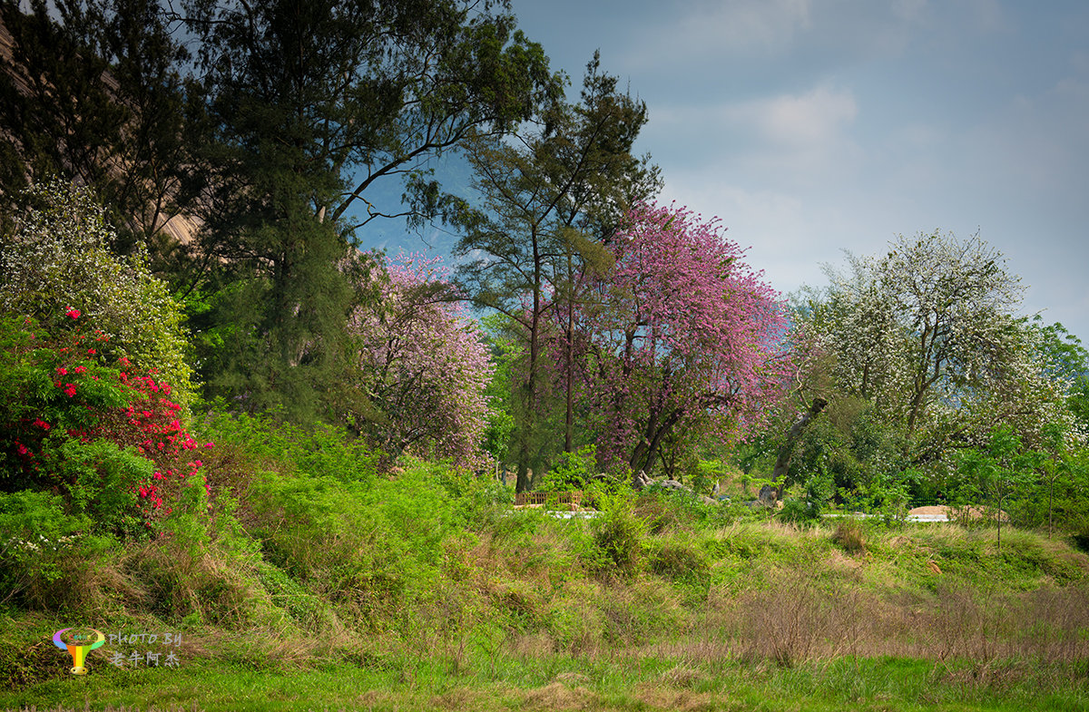 拍摄于肇庆封开都平白垢谷圩