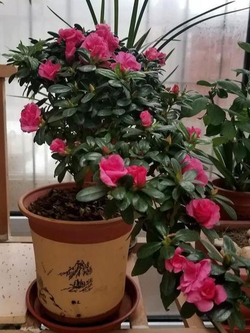 北方养杜鹃花冬季注意这几点花苞出的多开花开到爆