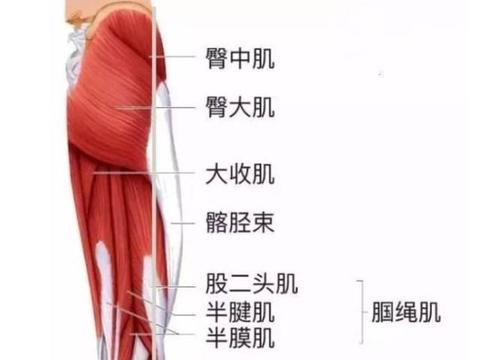 不好好练这块肌肉，深蹲重量永远上不去