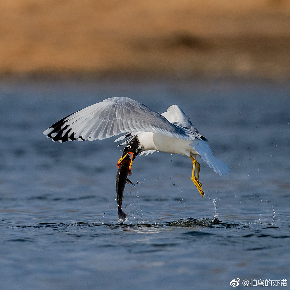 渔鸥（学名：Ichthyaetus ichthyaetus）是体长68厘米背灰色鸥。渔|捕鱼|青海_新浪新闻