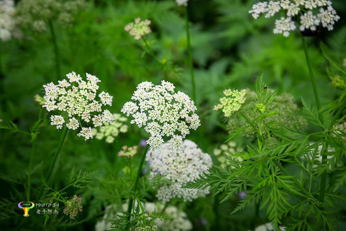 伞形蛇床花一组