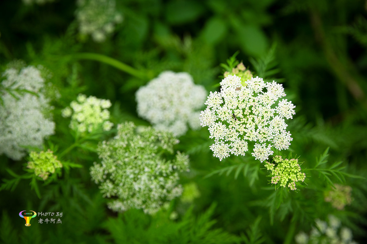 伞形蛇床花一组