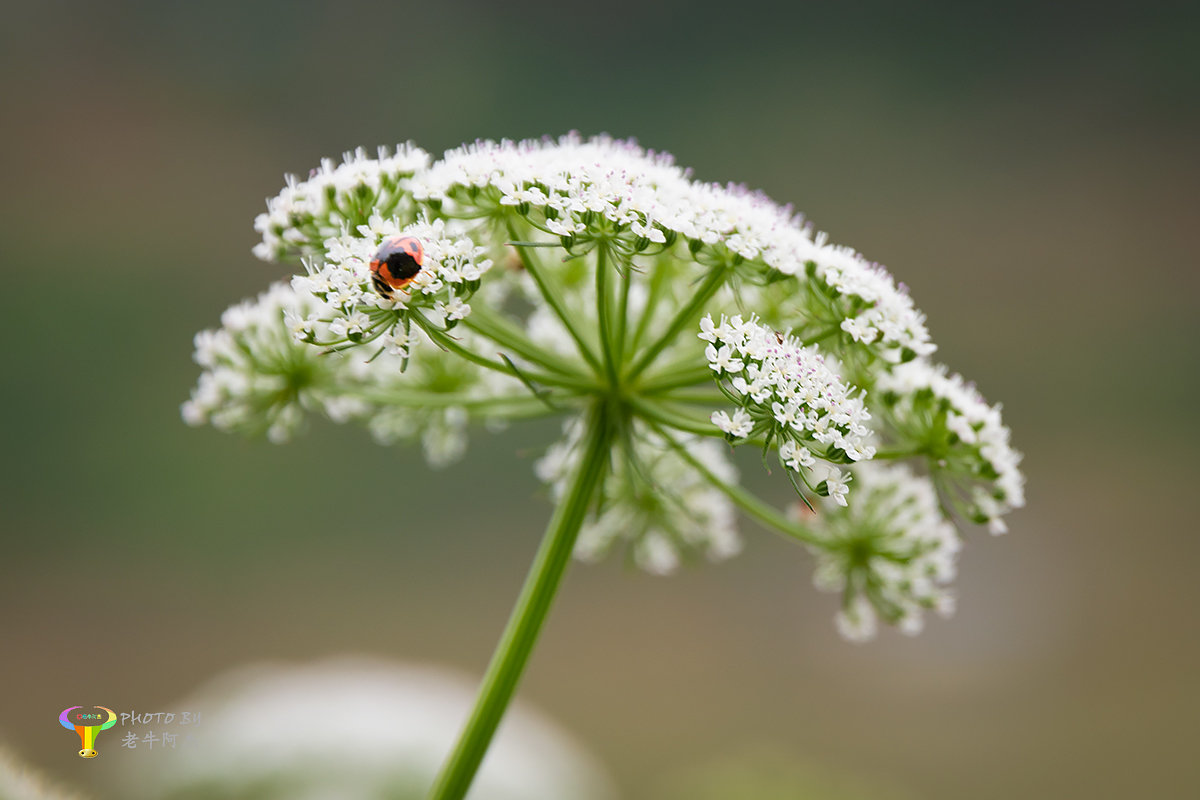 伞形蛇床花一组