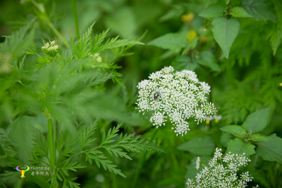伞形蛇床花一组 伞形蛇床花一组