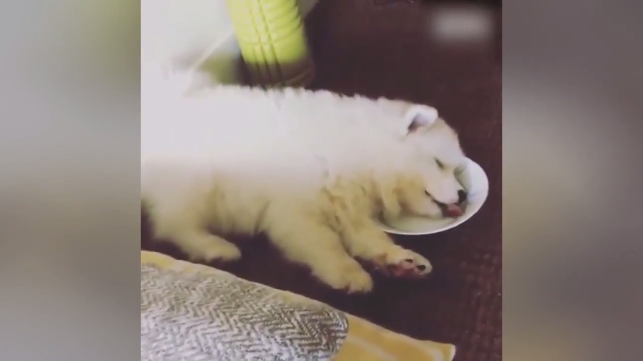 懒狗躺在餐盘上睡觉 做梦还伸舌头舔盘子