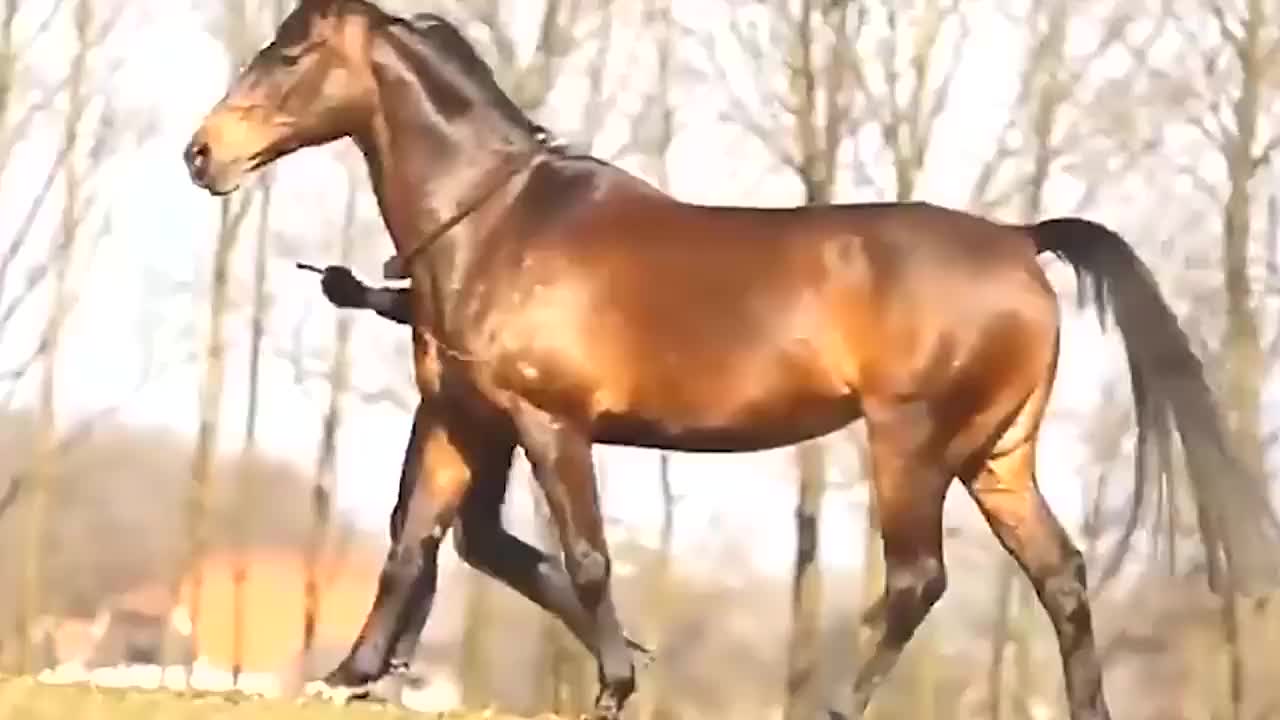世界上最快的马，秒速20米压倒汗血宝马，被称为全球最贵马种