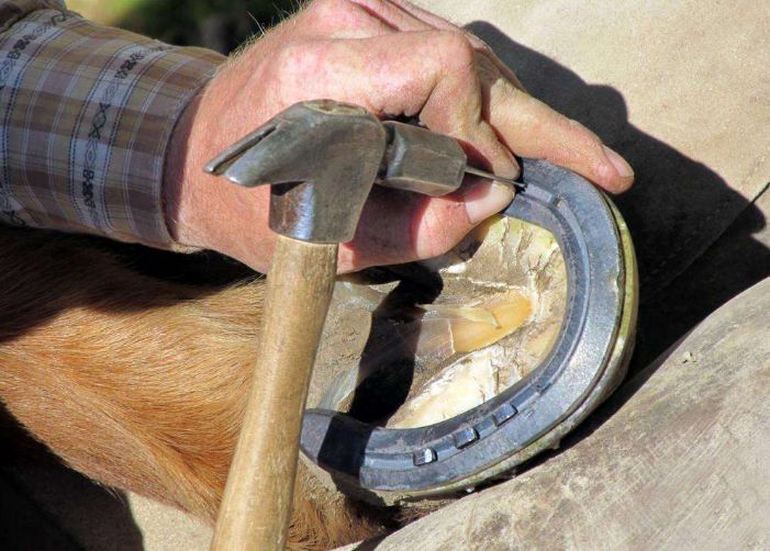 马为什么需要钉马掌在欧洲钉马掌需要学习四年才能上岗