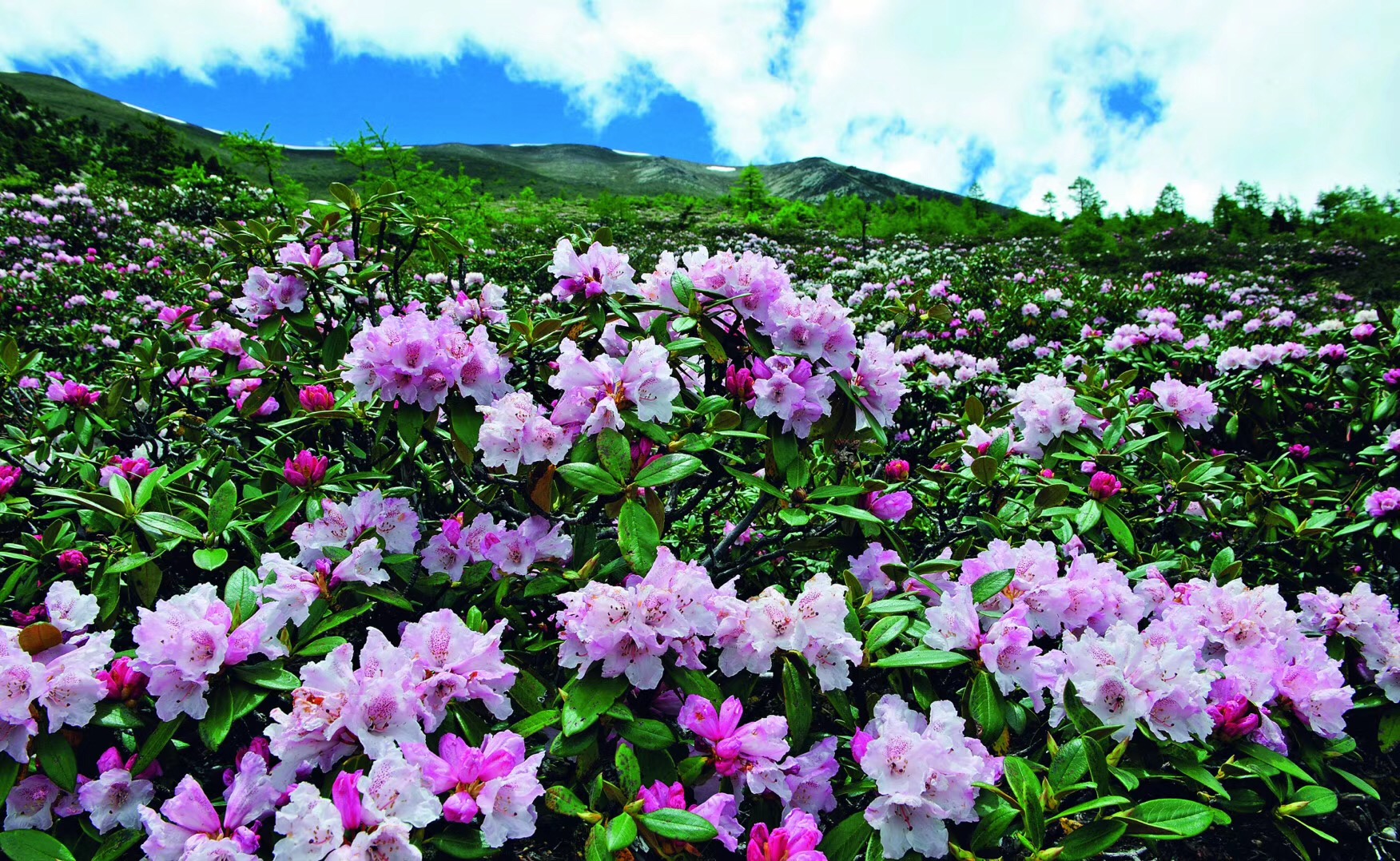 千亩杜鹃花开映山红 | 新闻及时报 | 建德新闻网