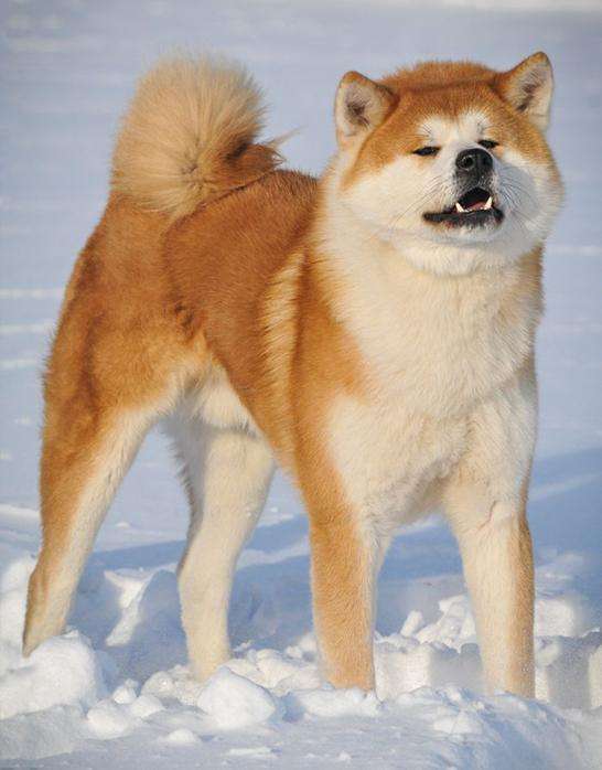 美國人把秋田犬培養成了美系秋田犬然後日本人就不高興了