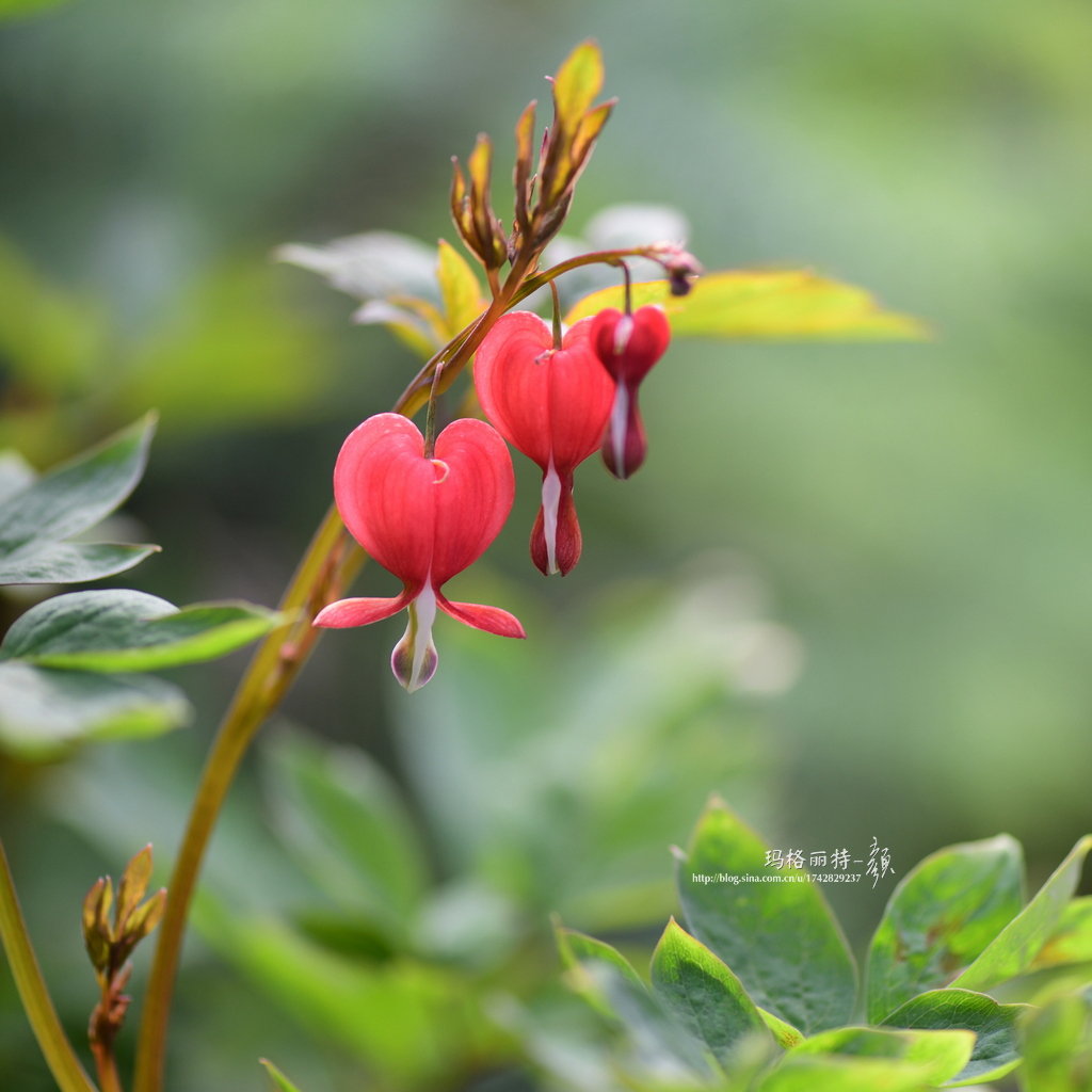 荷包牡丹的英文叫bleeding Heart 这种大红色品种真贴切啊 荷包牡丹的英文叫bleeding Heart 这种大红色品种真贴切啊
