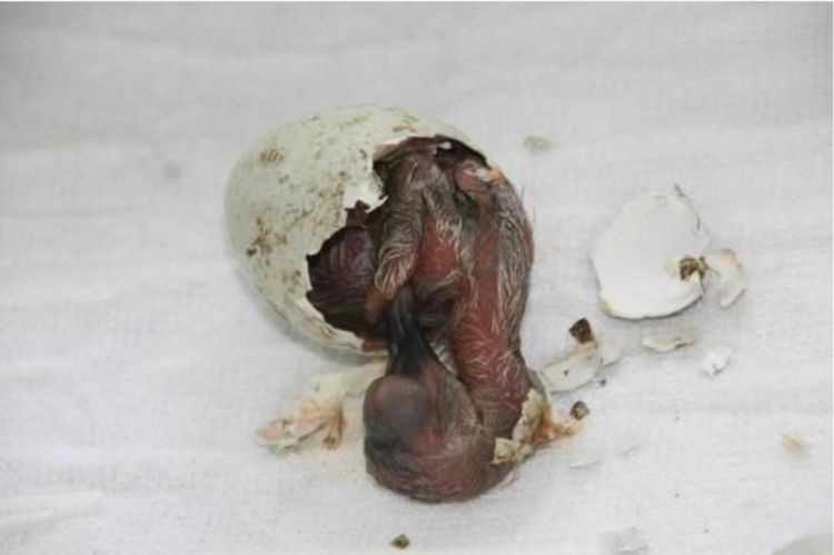 男子捡到三个"丑陋"的蛋,带回家孵化看清后立即报警