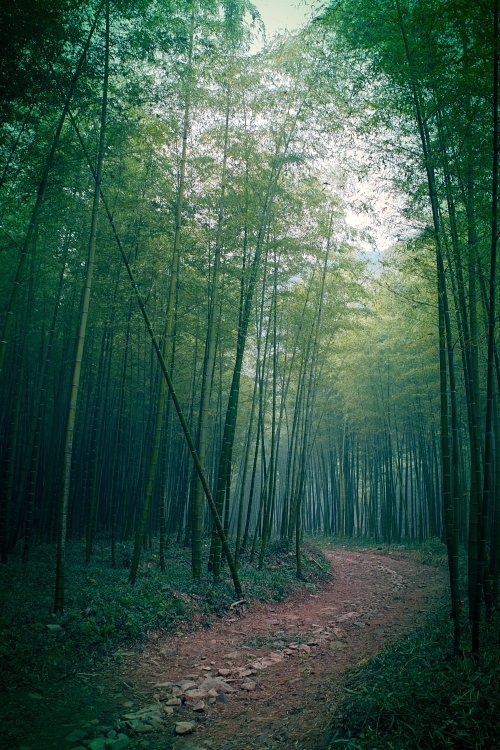 绿阴帘半揭,此景清幽绝.行度竹林风,单衫杏子红