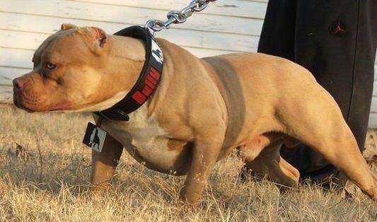 比特表示:耳朵都把你咬掉|野猪|比特犬|比特_新浪新闻