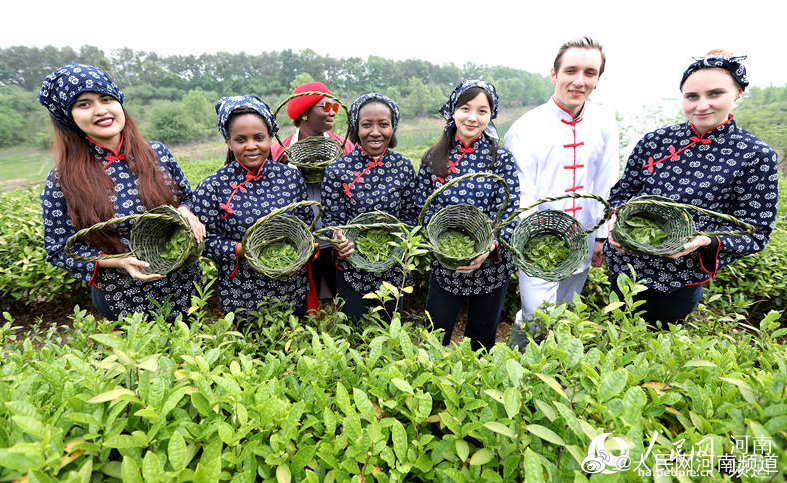 河南信陽:體驗傳統茶文化 洋學生採新茶