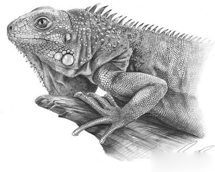 逼真的动物素描画 欣赏|素描画|动物_新浪新闻