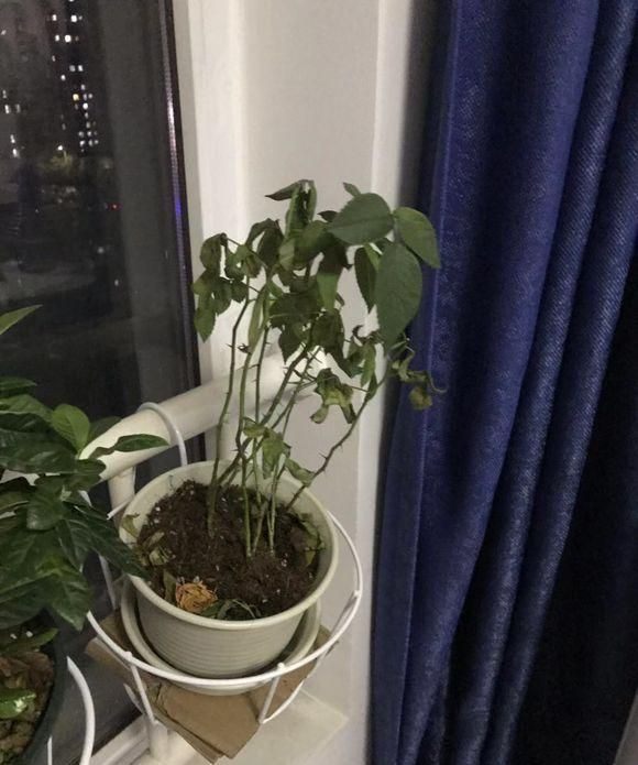 玫瑰花发蔫做好三个措施花香更加浓郁