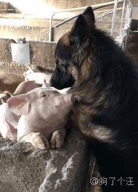 哈,你的猪猪女孩撒娇了这就是情侣之间互相撒娇的样子喜欢这篇内容么?