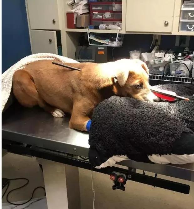 狗狗面部中箭贯穿身体,兽医悬赏1500美元誓要追凶!