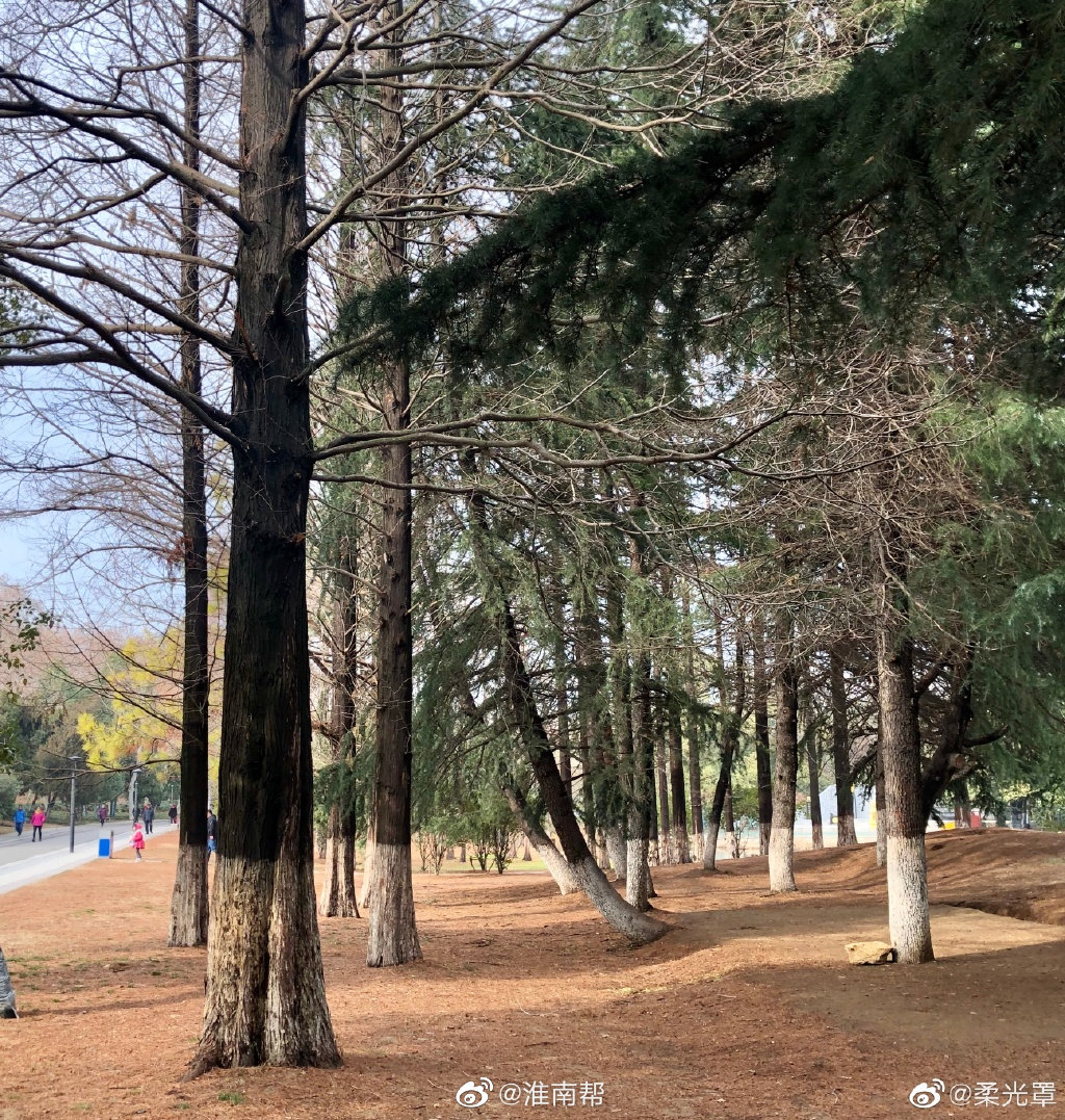 龙湖公园冬景 作者 柔光罩 龙湖公园冬景 作者 柔光罩