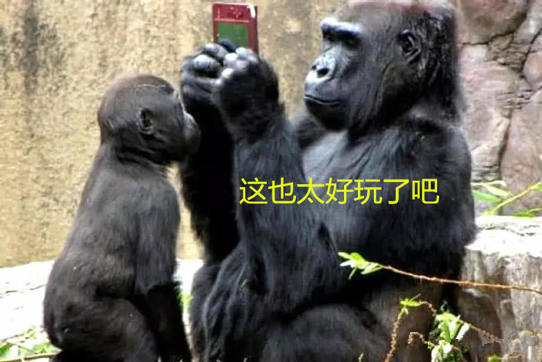 黑猩猩沉迷于手机游戏,玩的不亦乐乎,连小猩猩都不管不顾了