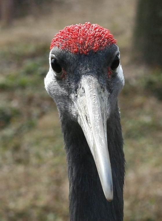 丹顶鹤头顶的红肉冠有毒吗|丹顶|丹顶鹤|头顶_新浪新闻