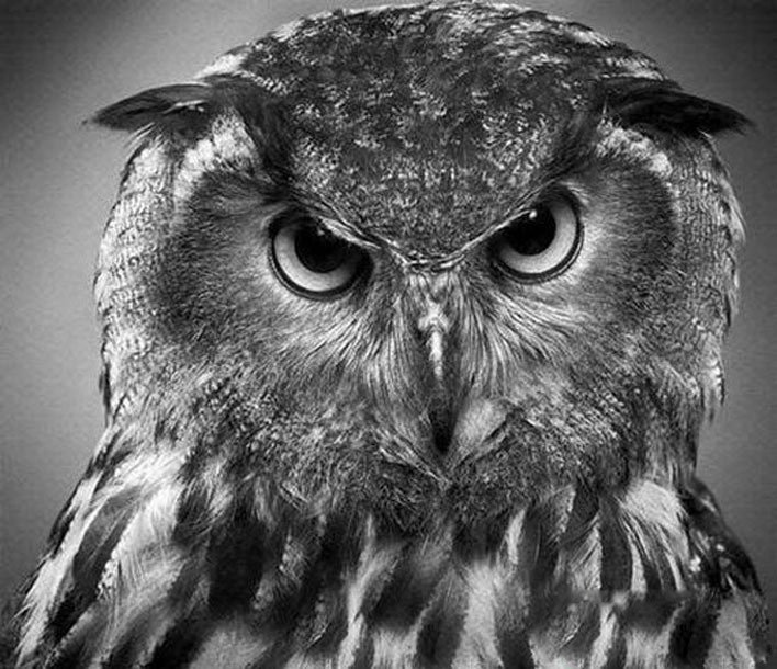 逼真的动物素描画 欣赏|素描画|动物_新浪新闻