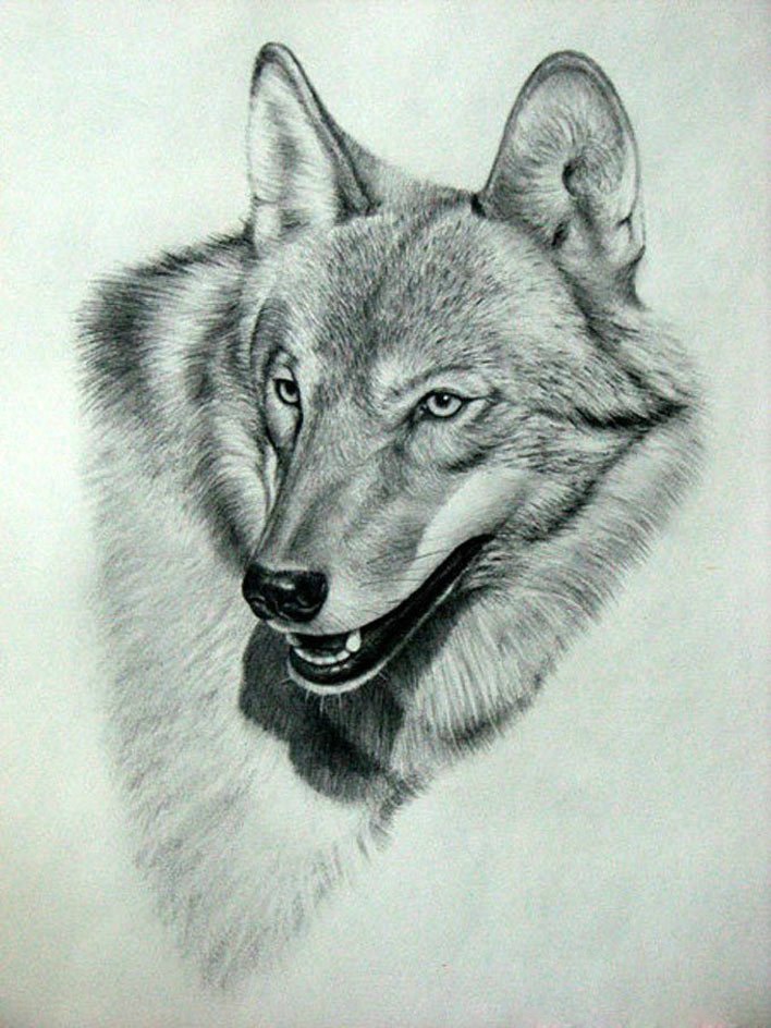 逼真的动物素描画 欣赏|素描画|动物_新浪新闻