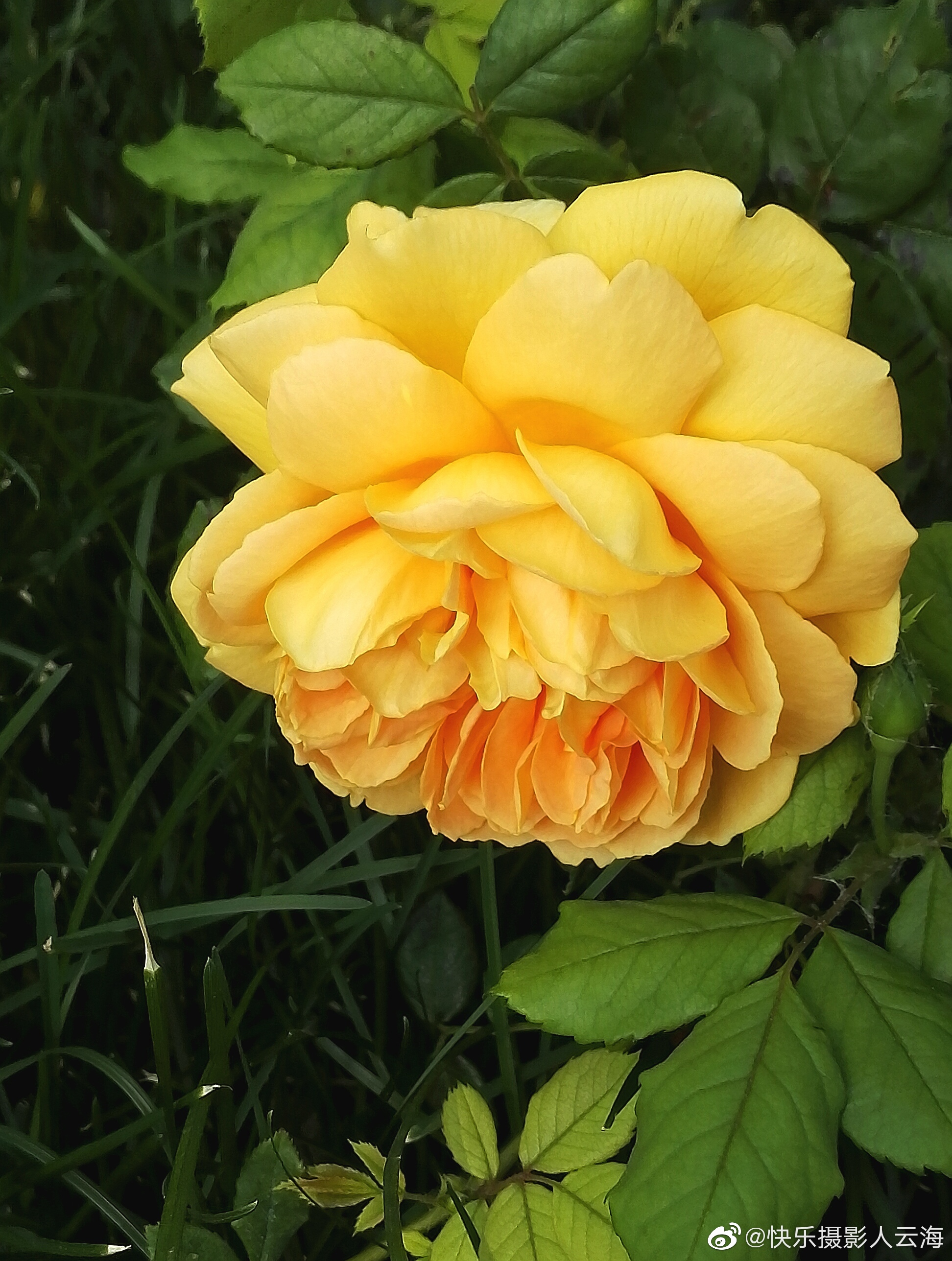 植物花卉,月季花.