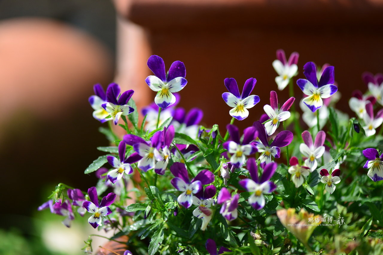 去年还种了几棵小兔子角堇