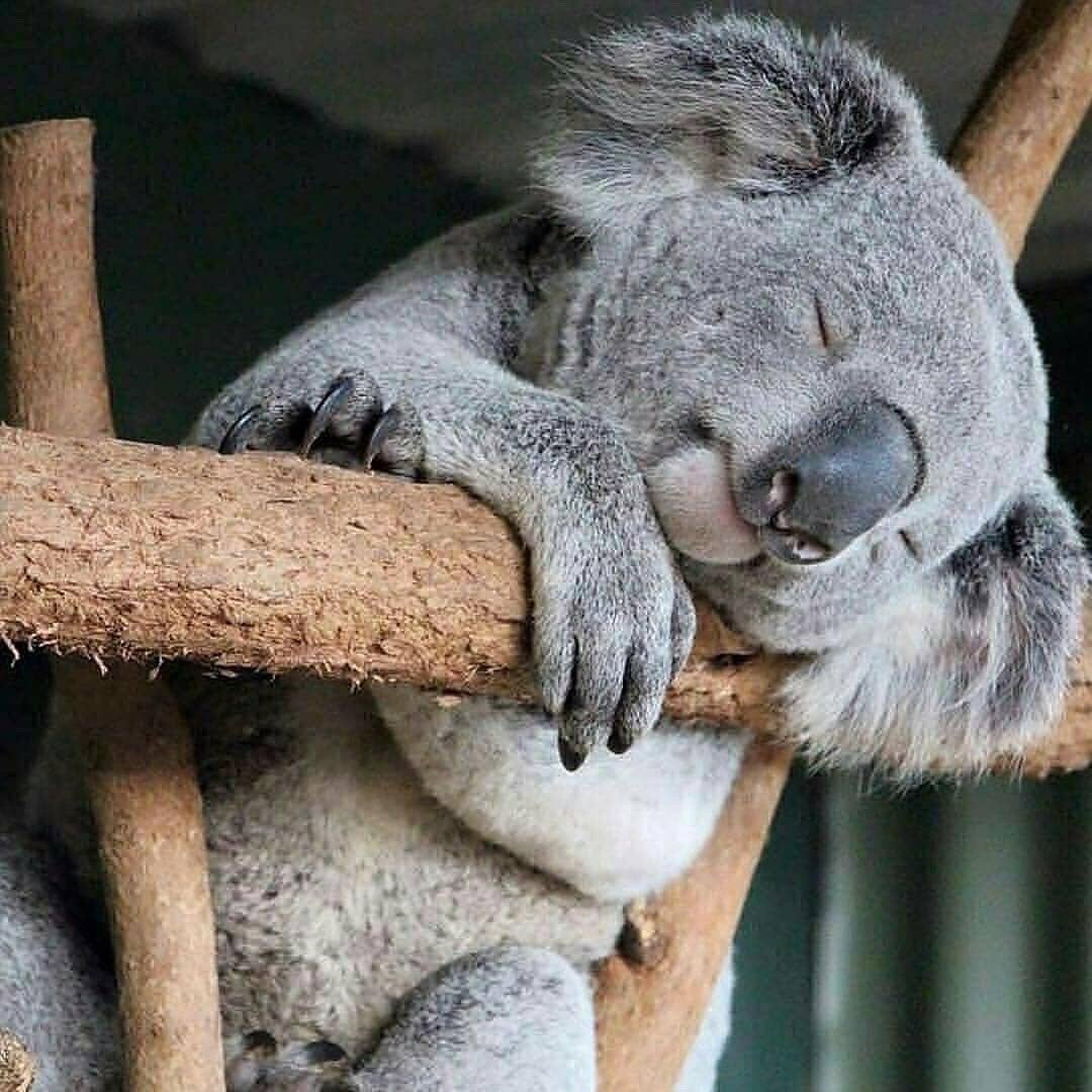 据说考拉一天有20个小时在睡觉,2个小时吃东西,2个小时在发呆