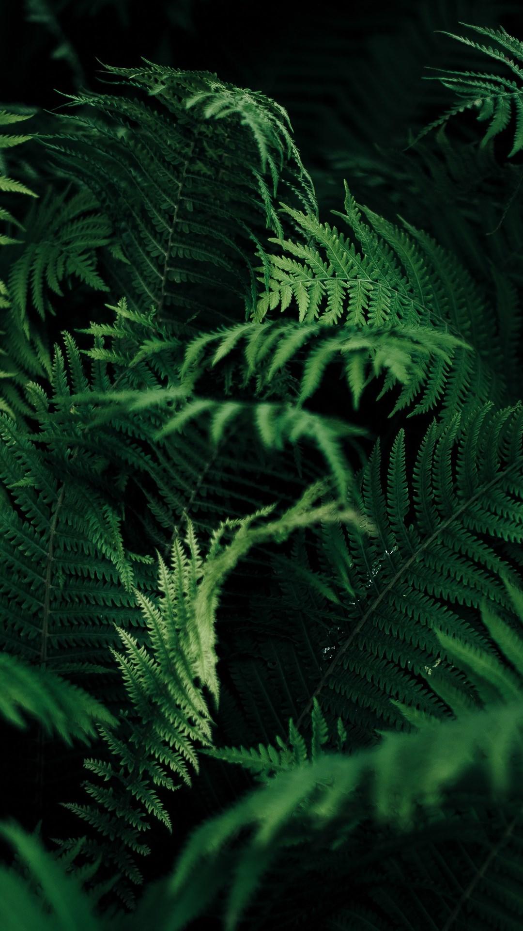 绿色植物护眼锁屏!