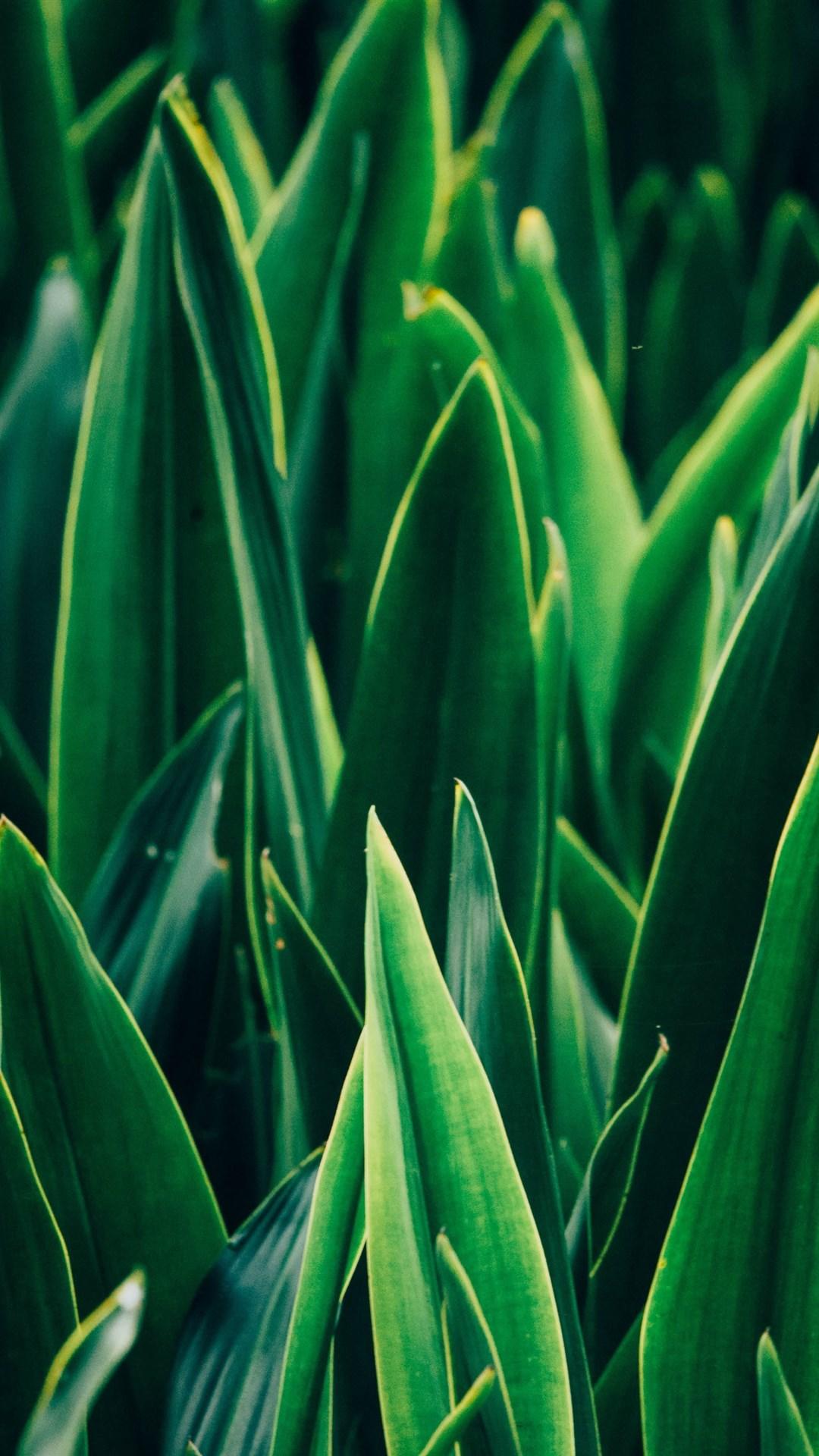 绿色植物护眼锁屏!