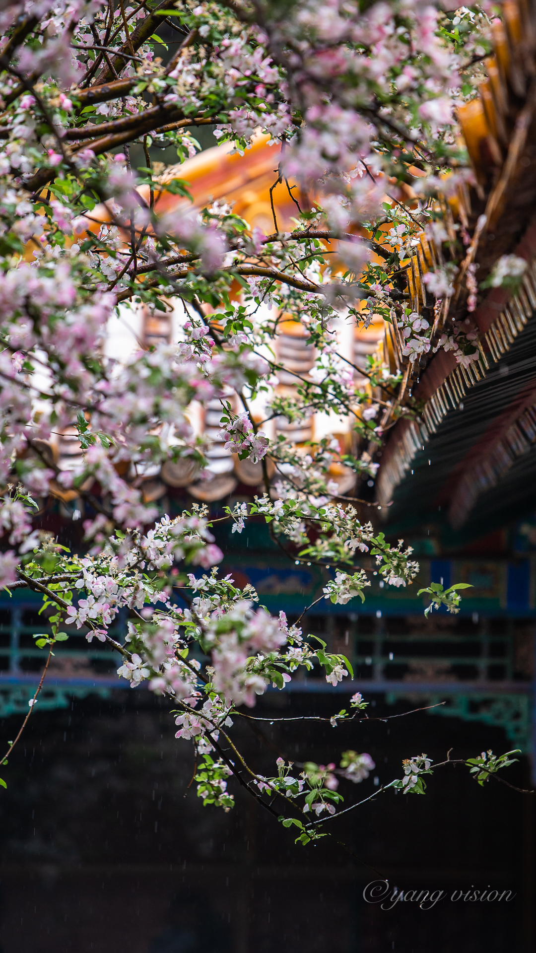 颐和轩海棠微雨