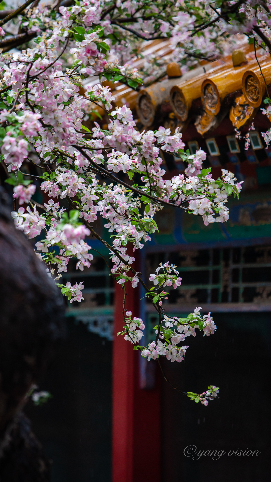 颐和轩海棠微雨