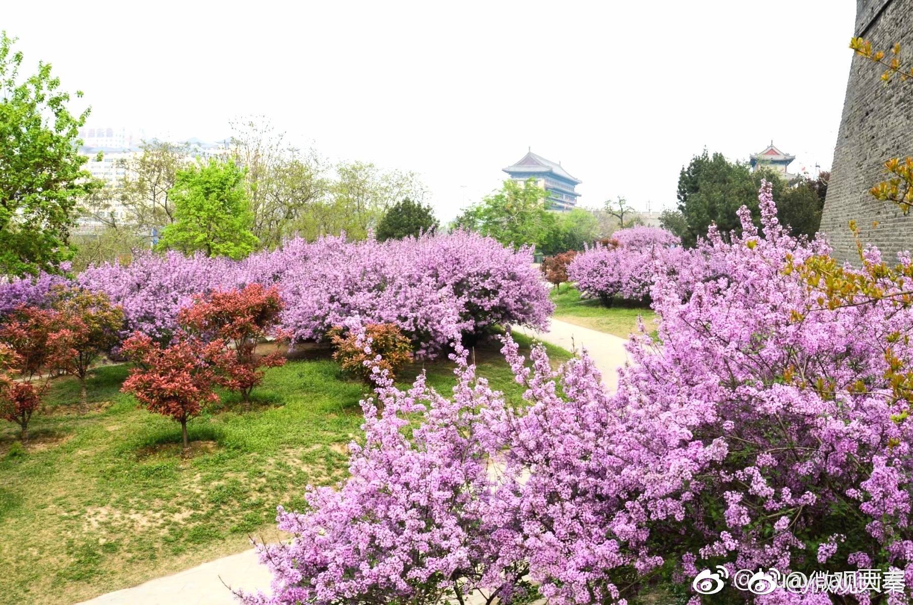 紫丁香是中国特有的名贵花木,开花时,芬芳袭人,清香入室