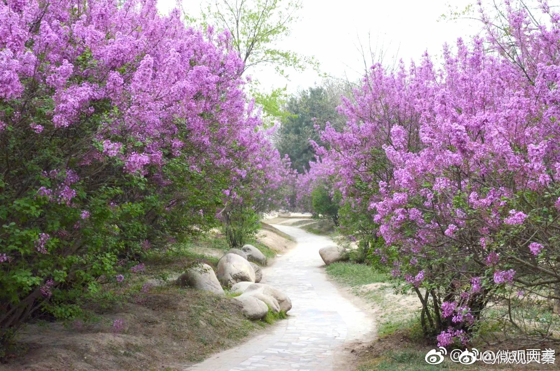 紫丁香是中国特有的名贵花木,开花时,芬芳袭人,清香入室