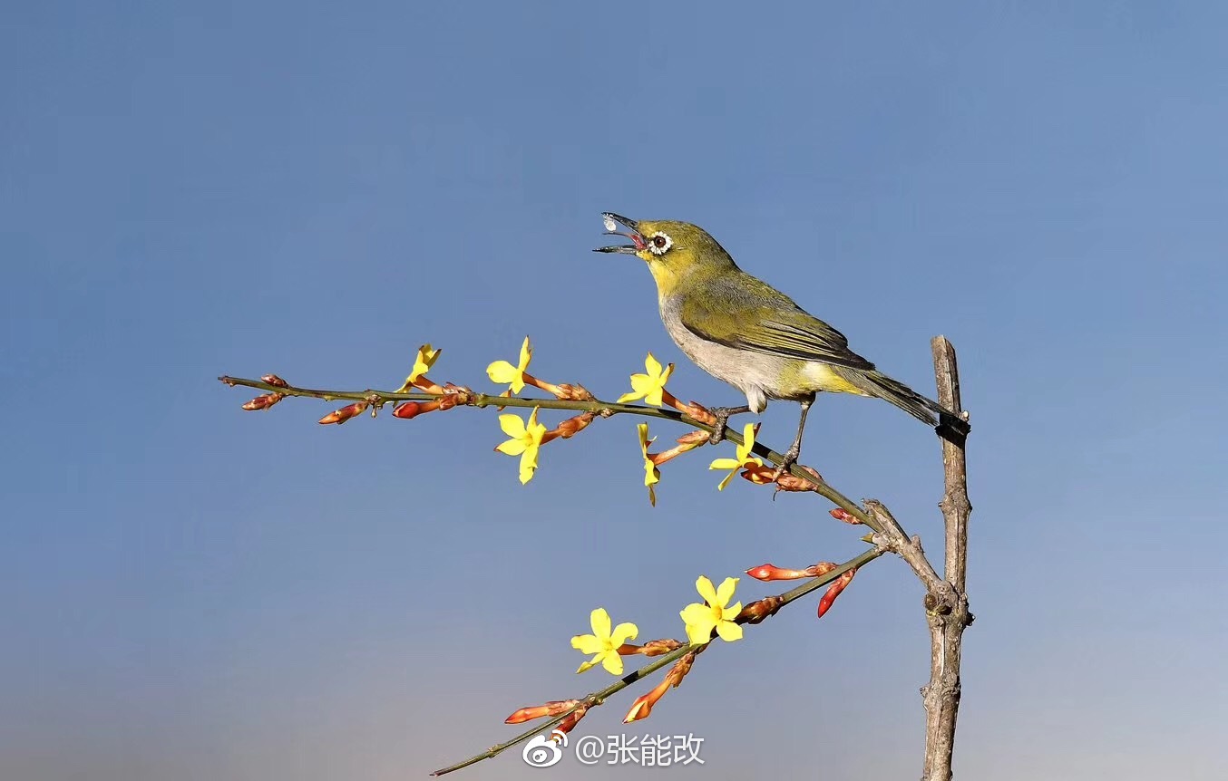 春回柳枝头,鸟唱青山后。|枝头|青山|鸟_新浪新闻