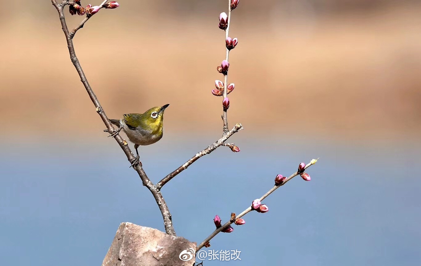 春回柳枝头,鸟唱青山后。|枝头|青山|鸟_新浪新闻