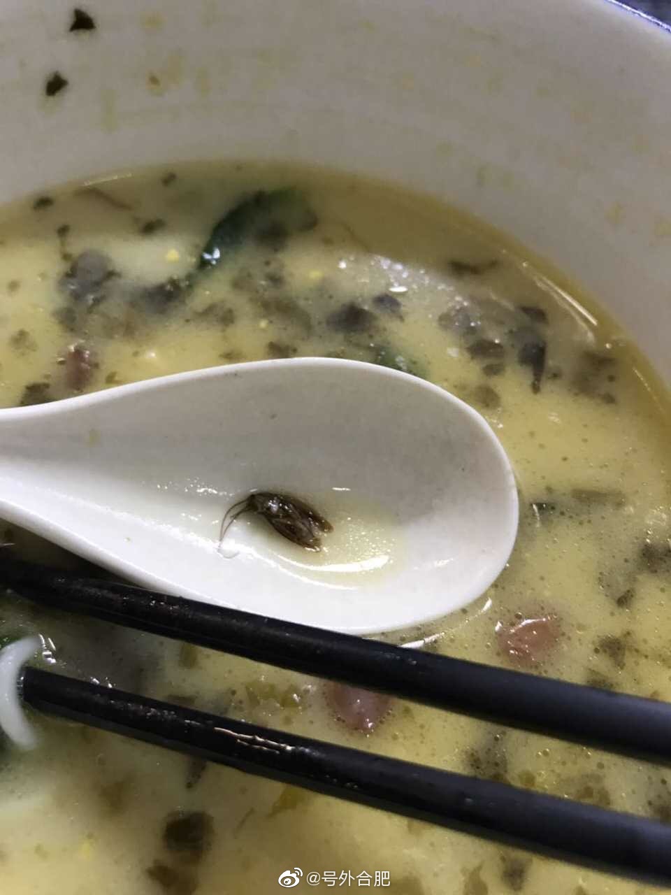 新都会环球广场这家店不可理喻 食客吃出蟑螂被店主说|蟑螂|鱼粉|虫