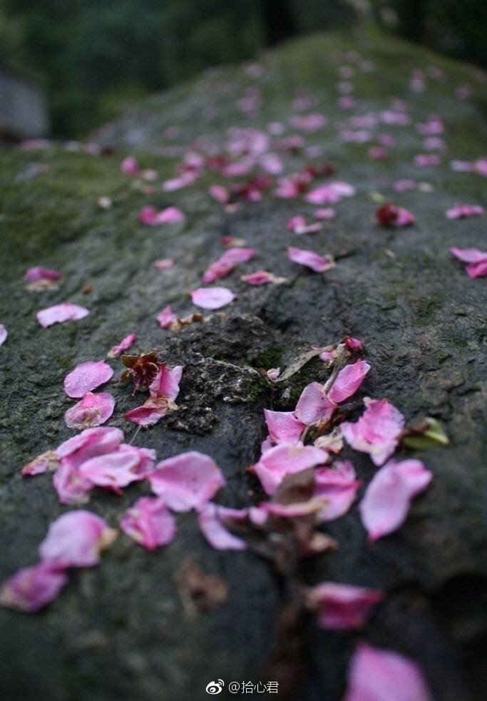 那些风吹花落的瞬间,总让我们不经意的感慨,流年