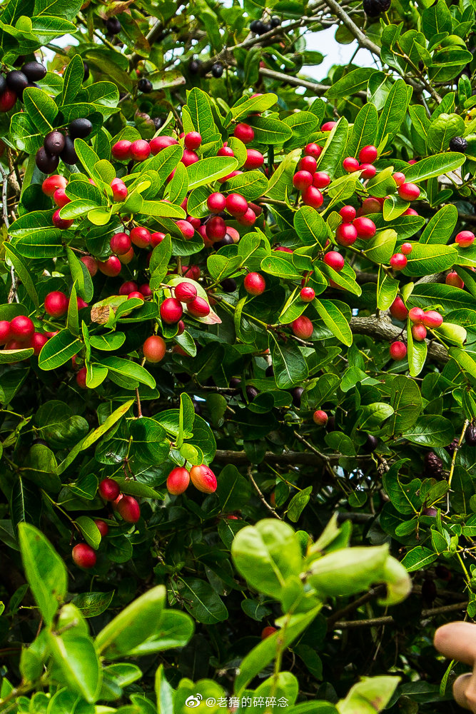 可以表演吐血的水果刺黄果