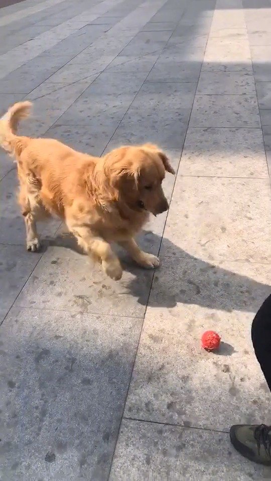 会踢球的小金毛,小jiojio跺来跺去太可爱啦