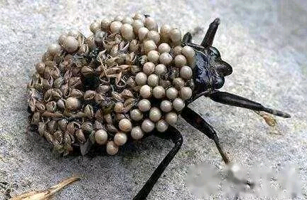 一起来就让人起鸡皮疙瘩(一起来就让人起鸡皮疙瘩怎么回事) 一起来就让人起鸡皮疙瘩(一起来就让人起鸡皮疙瘩怎么回事)