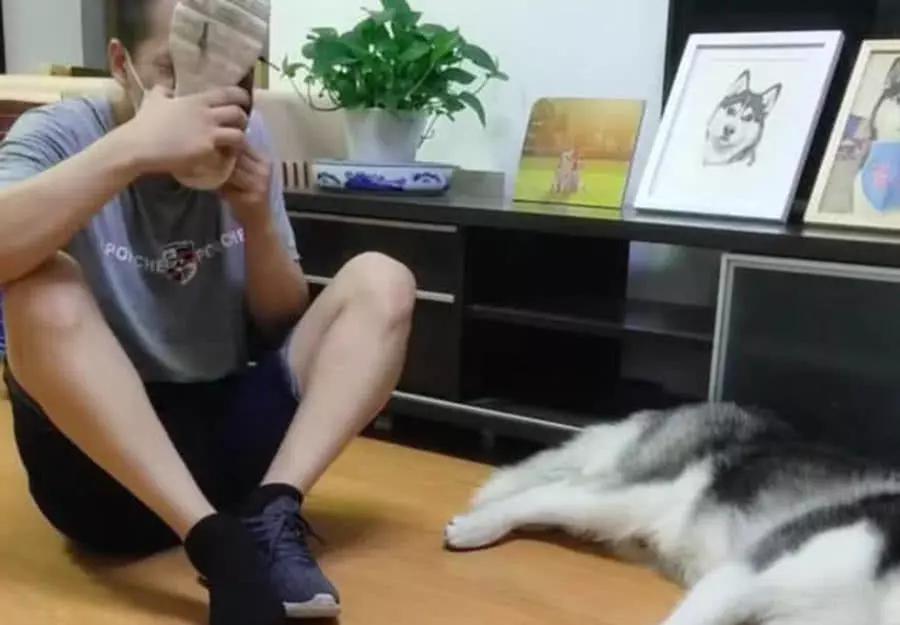 男子喝醉酒脱鞋给二哈闻,二哈闻后举动亮了,主人却纳闷至极